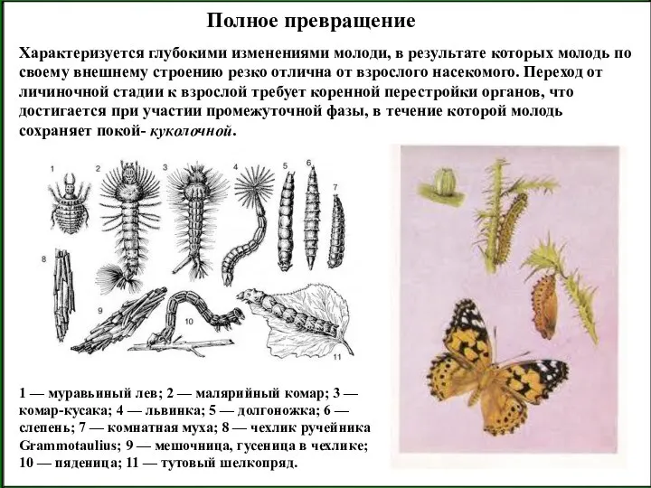 Полное превращение Характеризуется глубокими изменениями молоди, в результате которых молодь по