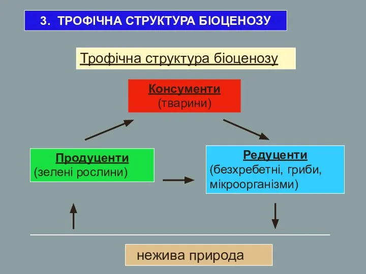 3. ТРОФІЧНА СТРУКТУРА БІОЦЕНОЗУ Продуценти (зелені рослини) Редуценти (безхребетні, гриби, мікроорганізми)