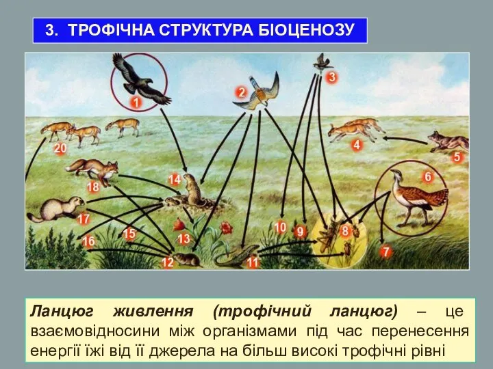 Ланцюг живлення (трофічний ланцюг) – це взаємовідносини між організмами під час