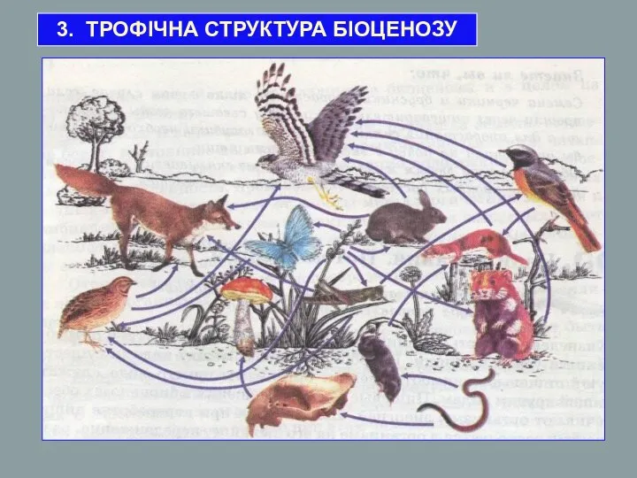 3. ТРОФІЧНА СТРУКТУРА БІОЦЕНОЗУ