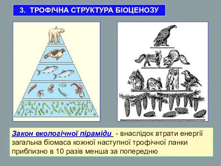 Закон екологічної піраміди - внаслідок втрати енергії загальна біомаса кожної наступної
