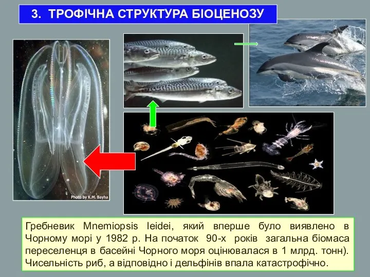 Гребневик Mnemiopsis leidei, який вперше було виявлено в Чорному морі у