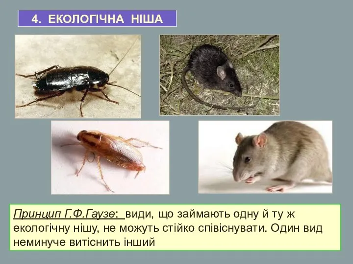 4. ЕКОЛОГІЧНА НІША Принцип Г.Ф.Гаузе: види, що займають одну й ту