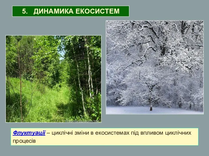 Флуктуації – циклічні зміни в екосистемах під впливом циклічних процесів 5. ДИНАМИКА ЕКОСИСТЕМ