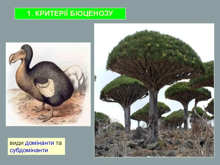 види домінанти та субдомінанти 1. КРИТЕРІЇ БІОЦЕНОЗУ