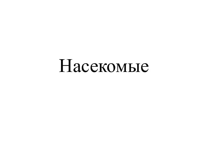 Насекомые