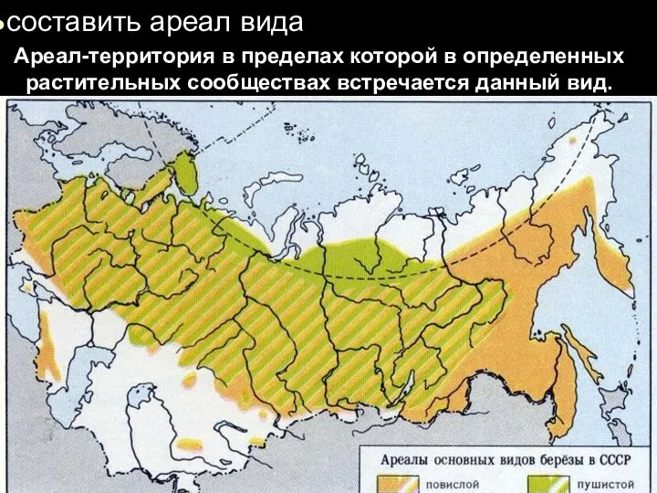 составить ареал вида Ареал-территория в пределах которой в определенных растительных сообществах встречается данный вид.