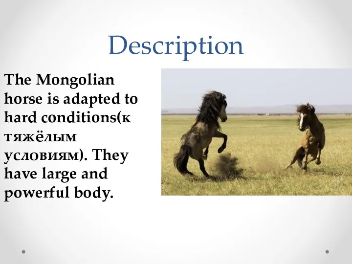 Description The Mongolian horse is adapted to hard conditions(к тяжёлым условиям).