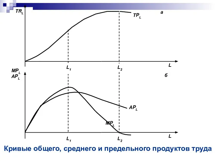 Кривые общего, среднего и предельного продуктов труда