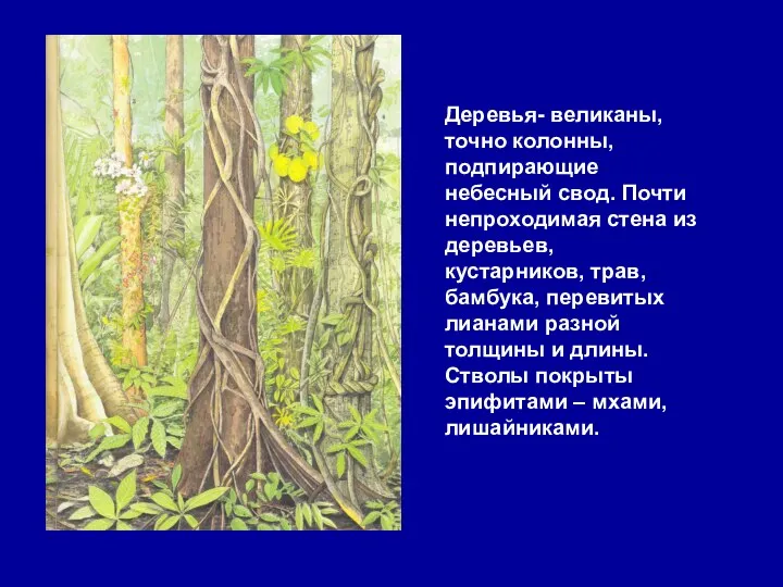 Деревья- великаны, точно колонны, подпирающие небесный свод. Почти непроходимая стена из