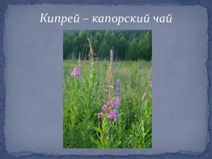 Кипрей – капорский чай