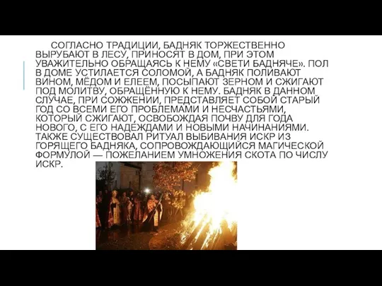 СОГЛАСНО ТРАДИЦИИ, БАДНЯК ТОРЖЕСТВЕННО ВЫРУБАЮТ В ЛЕСУ, ПРИНОСЯТ В ДОМ, ПРИ