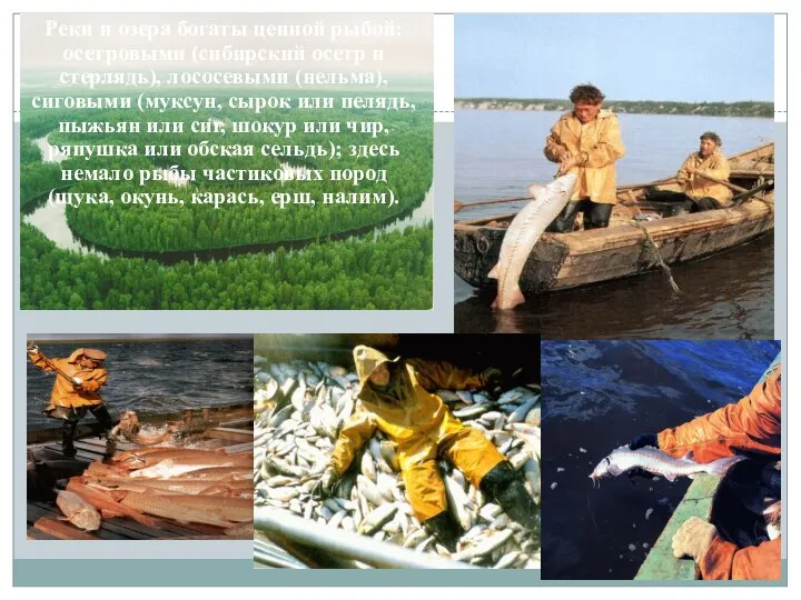 Реки и озера богаты ценной рыбой: осетровыми (сибирский осетр и стерлядь),