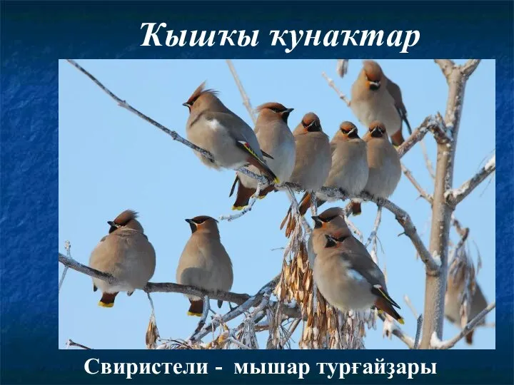 Ҡышҡы ҡунаҡтар Свиристели - мышар турғайҙары