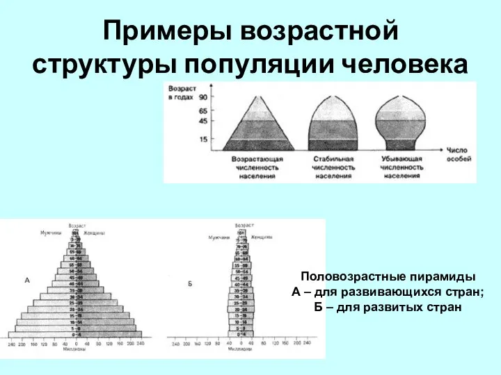 Примеры возрастной структуры популяции человека Половозрастные пирамиды А – для развивающихся