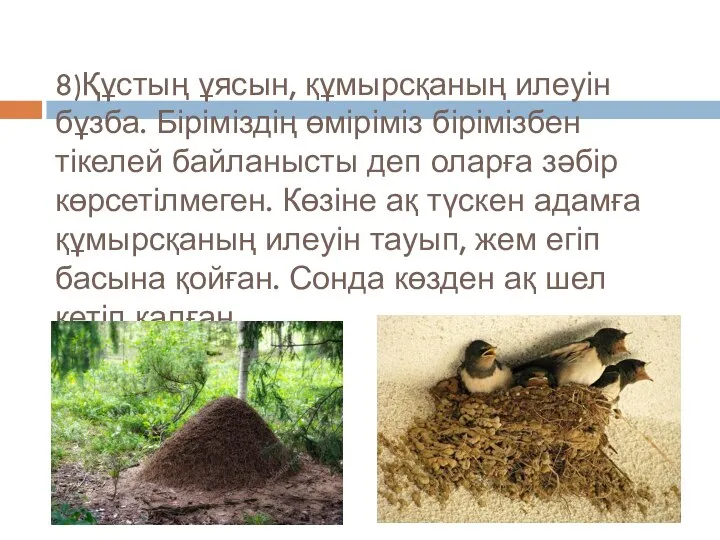 8)Құстың ұясын, құмырсқаның илеуін бұзба. Біріміздің өміріміз бірімізбен тікелей байланысты деп