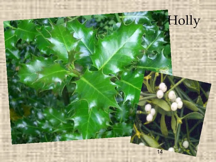 Holly