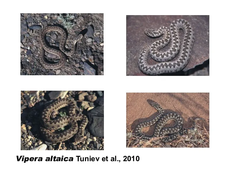 Vipera altaica Tuniev et al., 2010