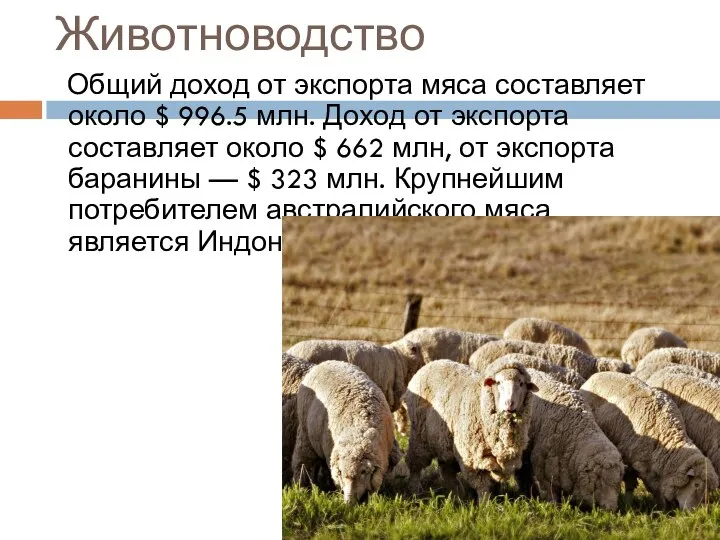 Животноводство Общий доход от экспорта мяса составляет около $ 996.5 млн.