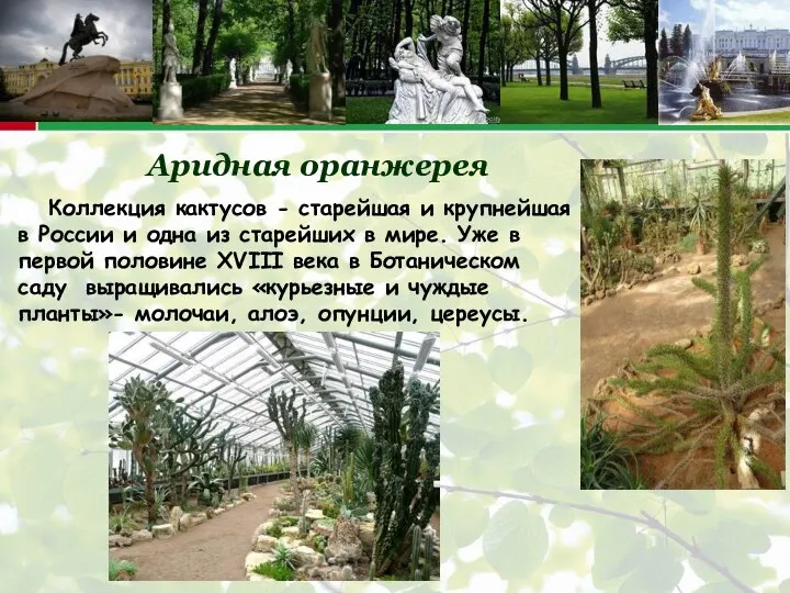 Аридная оранжерея Коллекция кактусов - старейшая и крупнейшая в России и