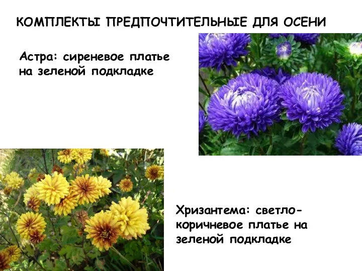 Астра: сиреневое платье на зеленой подкладке КОМПЛЕКТЫ ПРЕДПОЧТИТЕЛЬНЫЕ ДЛЯ ОСЕНИ Хризантема: светло-коричневое платье на зеленой подкладке