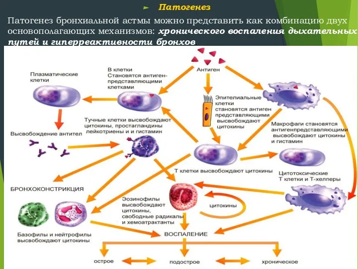 Патогенез Патогенез бронхиальной астмы можно представить как комбинацию двух основополагающих механизмов: