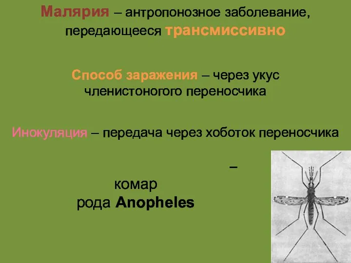 Способ заражения – через укус членистоногого переносчика Специфический переносчик – комар