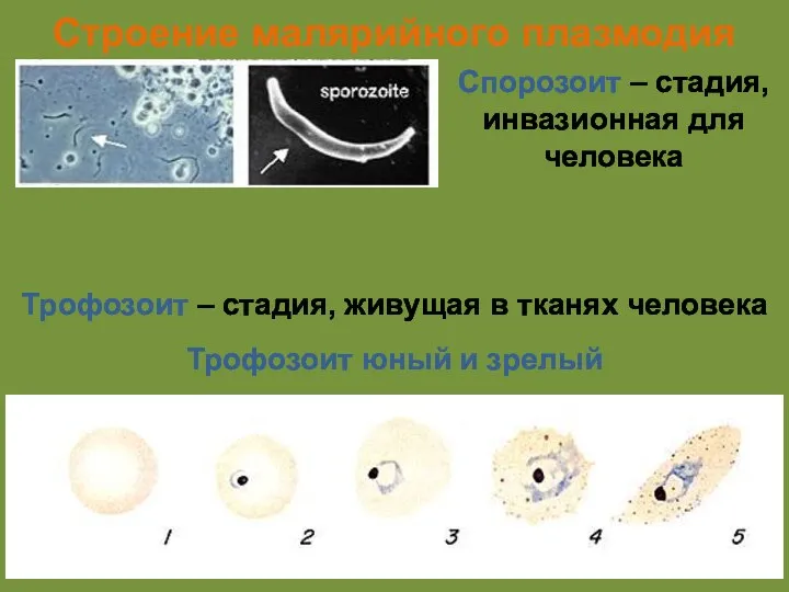 Строение малярийного плазмодия Спорозоит – стадия, инвазионная для человека Трофозоит –