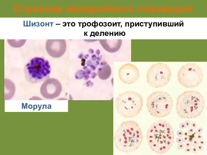 Строение малярийного плазмодия Шизонт – это трофозоит, приступивший к делению Морула