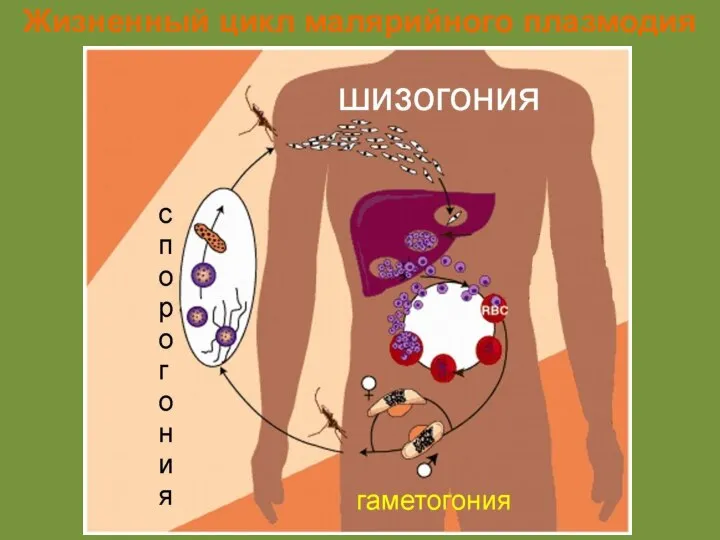 Жизненный цикл малярийного плазмодия