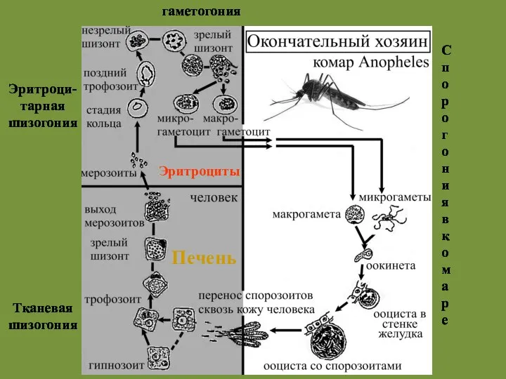 Эритроци-тарная шизогония Тканевая шизогония гаметогония Спорогония в комаре Печень Эритроциты