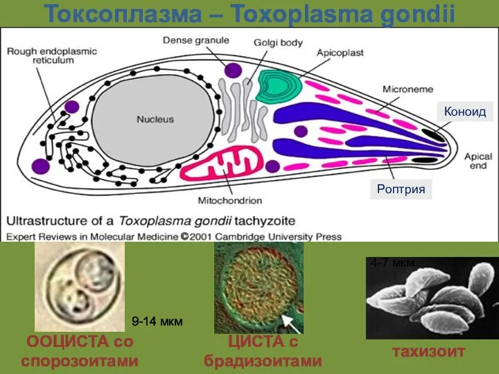 ООЦИСТА со спорозоитами ЦИСТА с брадизоитами тахизоит Токсоплазма – Toxoplasma gondii