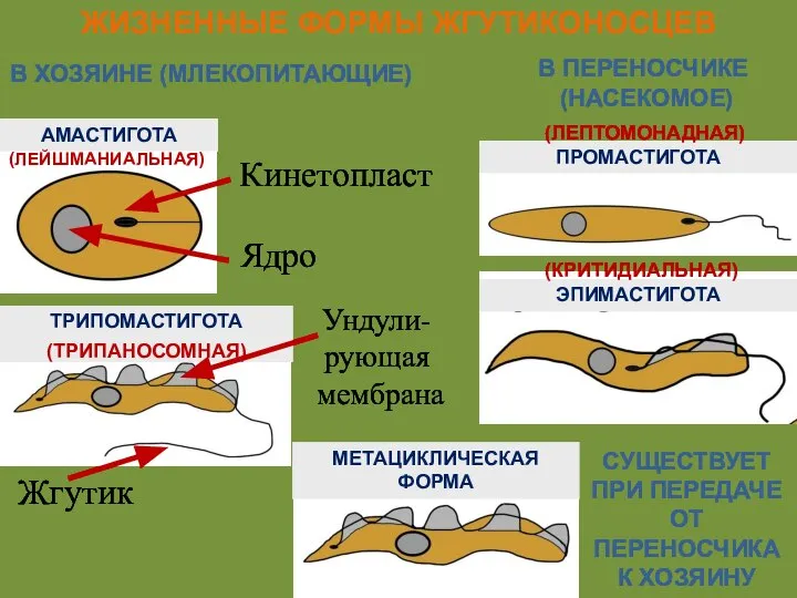 Ундули-рующая мембрана Ядро Кинетопласт Жгутик ЖИЗНЕННЫЕ ФОРМЫ ЖГУТИКОНОСЦЕВ В ПЕРЕНОСЧИКЕ (НАСЕКОМОЕ)