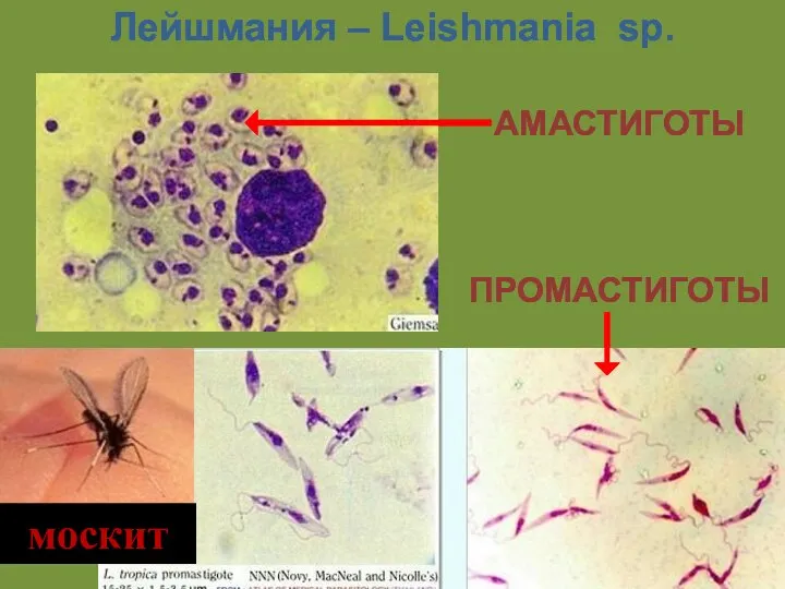 АМАСТИГОТЫ ПРОМАСТИГОТЫ москит Лейшмания – Leishmania sp.