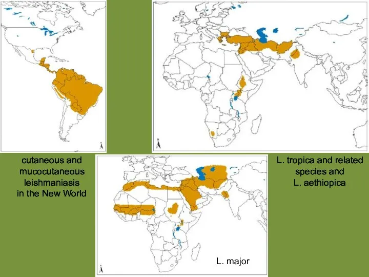 L. tropica and related species and L. aethiopica L. major cutaneous