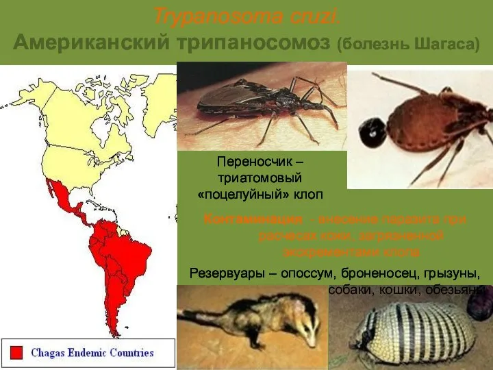 Trypanosoma cruzi. Американский трипаносомоз (болезнь Шагаса) Резервуары – опоссум, броненосец, грызуны,