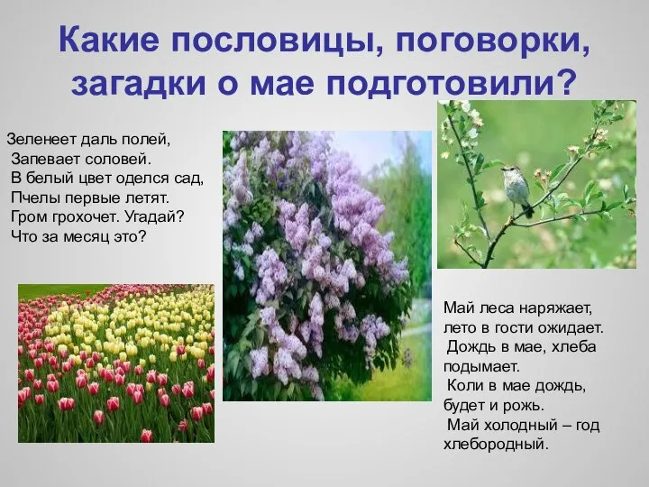 Какие пословицы, поговорки, загадки о мае подготовили? Зеленеет даль полей, Запевает