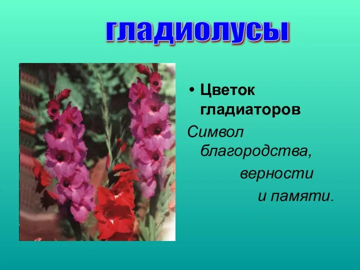 Цветок гладиаторов Символ благородства, верности и памяти. гладиолусы