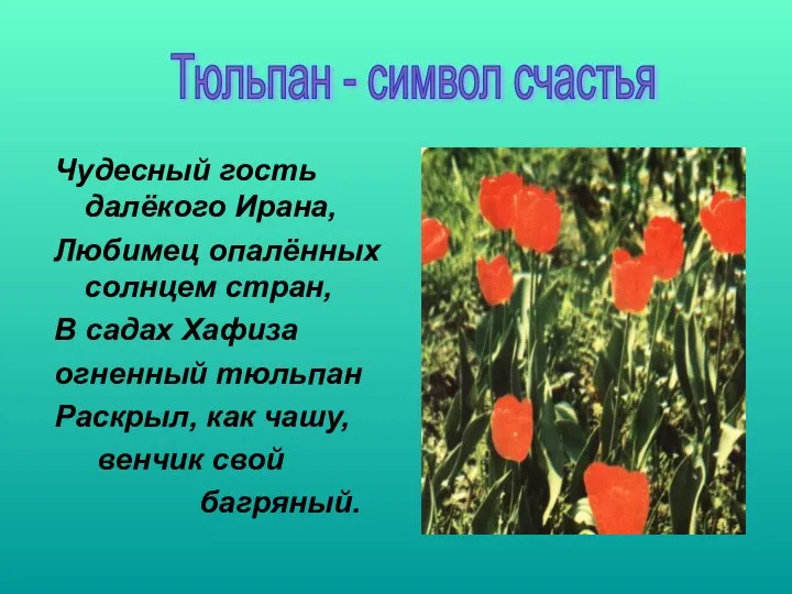 Чудесный гость далёкого Ирана, Любимец опалённых солнцем стран, В садах Хафиза