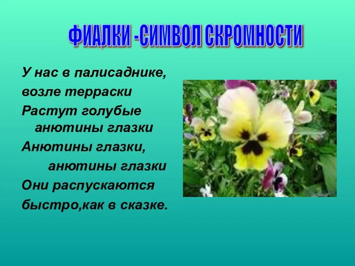 У нас в палисаднике, возле терраски Растут голубые анютины глазки Анютины