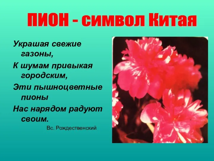 Украшая свежие газоны, К шумам привыкая городским, Эти пышноцветные пионы Нас