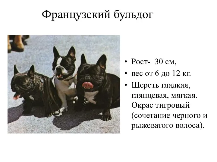 Французский бульдог Рост- 30 см, вес от 6 до 12 кг.