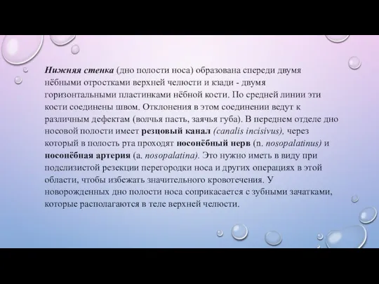 Нижняя стенка (дно полости носа) образована спереди двумя нёбными отростками верхней