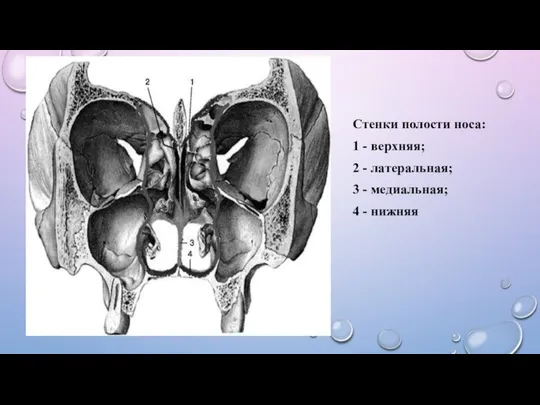 Стенки полости носа: 1 - верхняя; 2 - латеральная; 3 - медиальная; 4 - нижняя