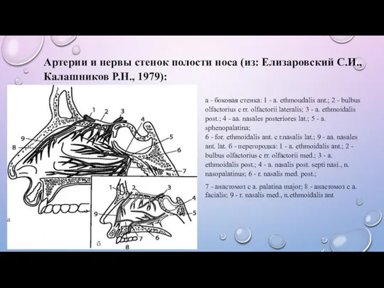 Артерии и нервы стенок полости носа (из: Елизаровский С.И., Калашников Р.Н.,