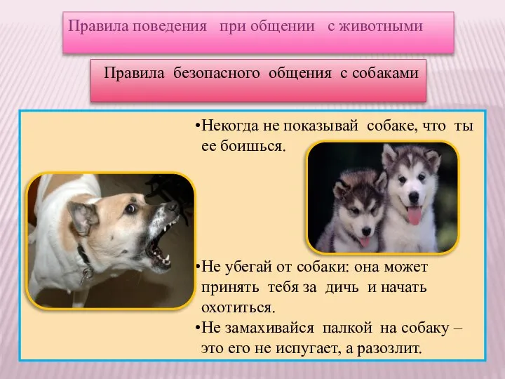 Правила поведения при общении с животными Правила безопасного общения с собаками