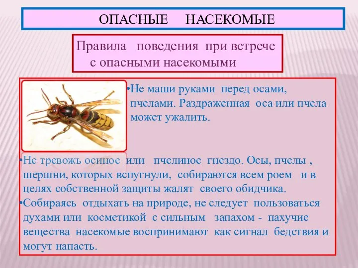 ОПАСНЫЕ НАСЕКОМЫЕ Правила поведения при встрече с опасными насекомыми Не маши