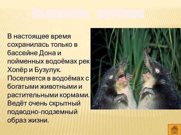 Выхухоль русская В настоящее время сохранилась только в бассейне Дона и