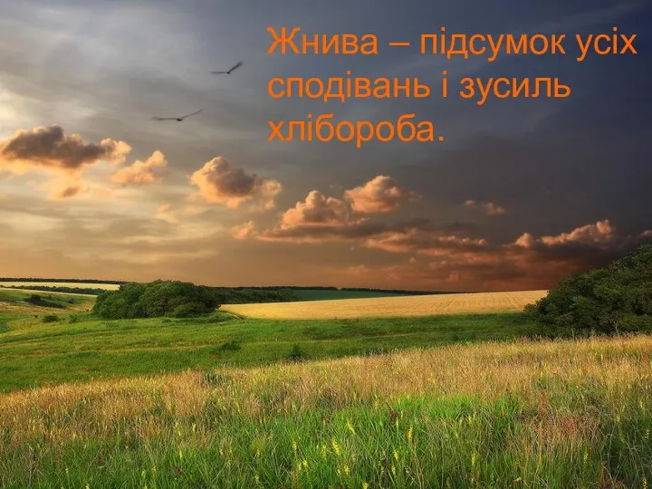 Жнива – підсумок усіх сподівань і зусиль хлібороба.