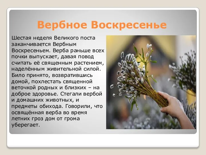 Вербное Воскресенье Шестая неделя Великого поста заканчивается Вербным Воскресеньем. Верба раньше